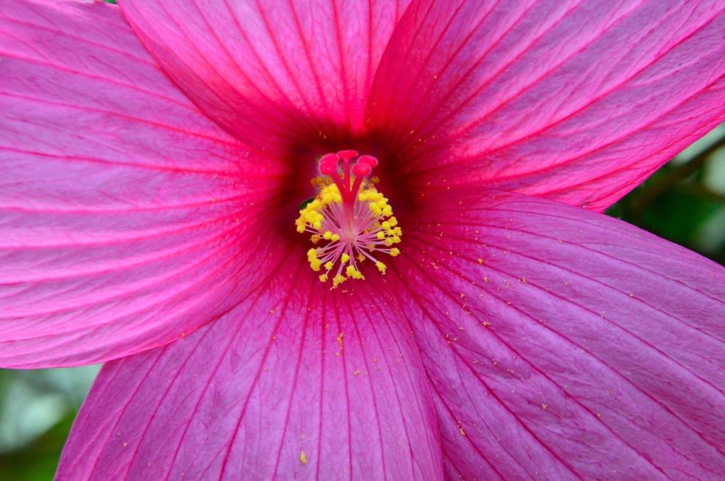 purple, pink, hibiscus-3527095.jpg